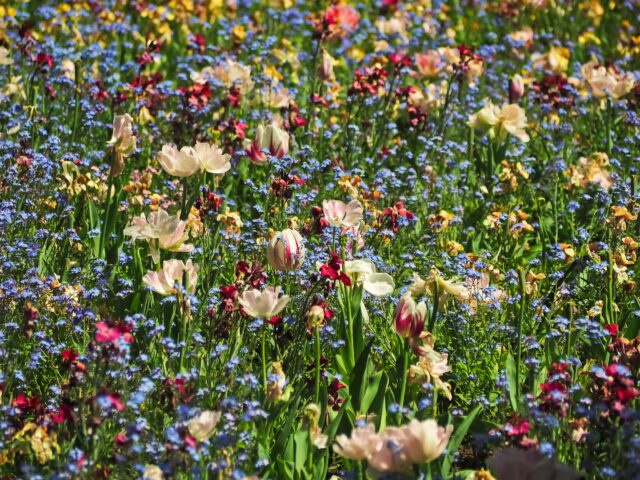 Les Guinguettes 2026 dans le jardin de la Maison des Arts à Schaerbeek